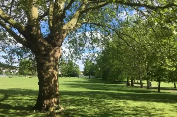 A park in the sun 
