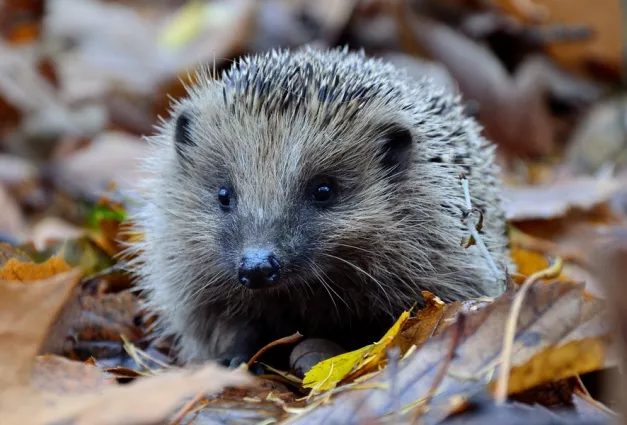 A hedgehog rustling in leaves 