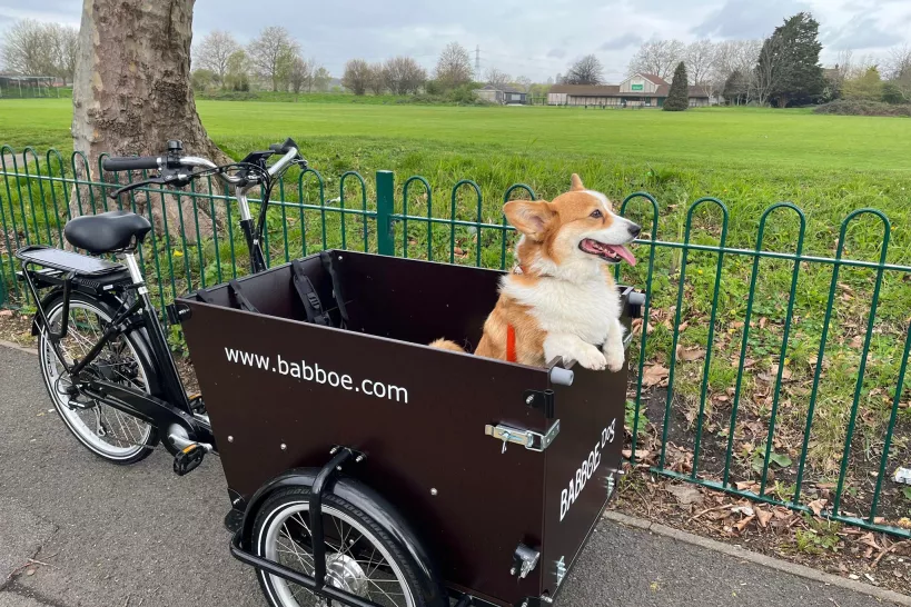 picture of a Dog in a babboe dog-e in the park