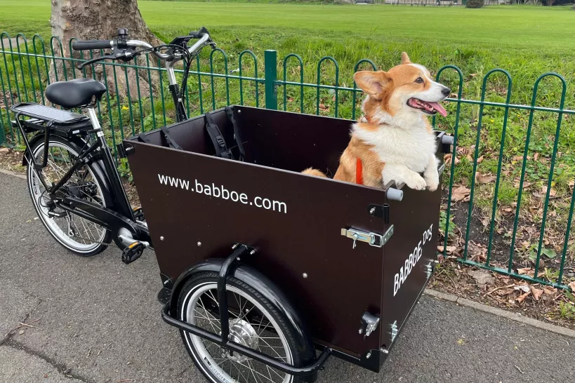 Cargo bike with a dog sitting in the front section
